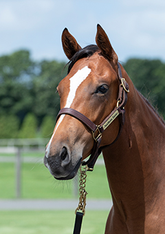 インゼルサラブレッドクラブ Insel Thoroughbred Club